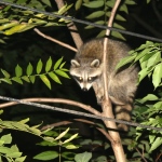 Riverdale Raccoon