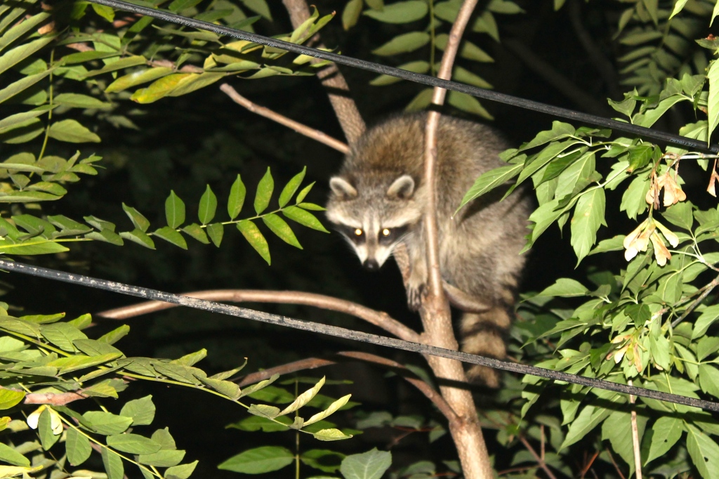 Riverdale Raccoon